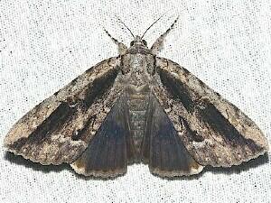 Catocala angusi