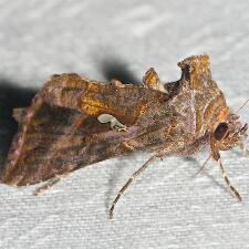 Autographa precationis