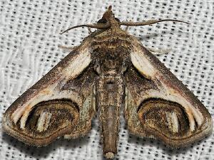 Paectes oculatrix