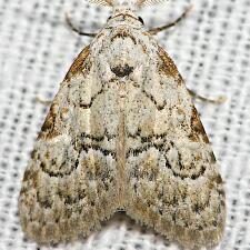 Meganola spodia