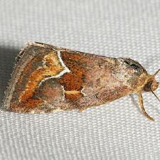 Deltote bellicula