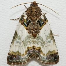 Cerma cerintha