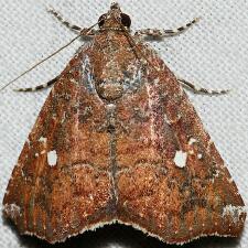 Amyna bullula