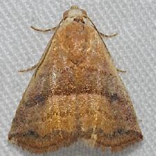 Eublemma cinnamomea