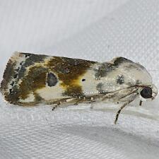 Ponometia candefacta