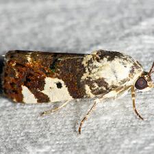 Tarache aprica