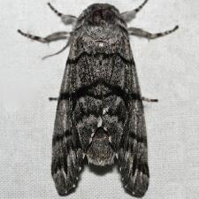 Panthea furcilla