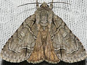 Acronicta radcliffei