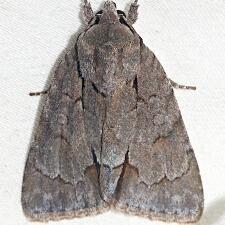 Acronicta tritona