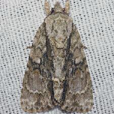 Acronicta connecta