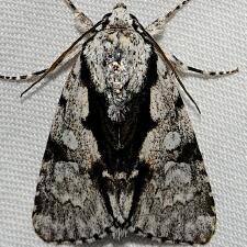 Acronicta funeralis