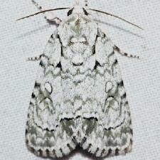 Acronicta vinnula