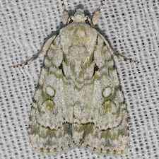 Acronicta vinnula