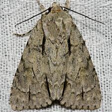 Acronicta laetifica