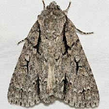 Acronicta hasta