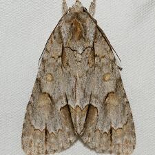 Acronicta morula