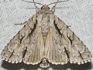 Acronicta lobeliae