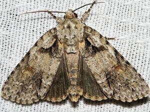 Acronicta ovata