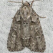 Acronicta modica