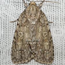 Acronicta modica