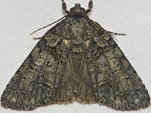 Acronicta increta