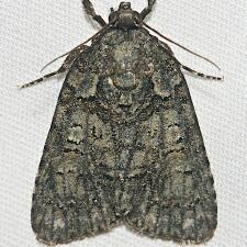 Acronicta increta