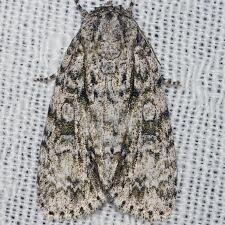 Acronicta retardata