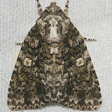 Acronicta afflicta