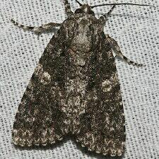 Acronicta afflicta