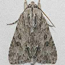 Acronicta longa