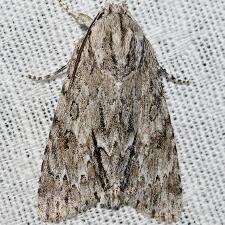 Acronicta longa