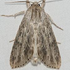 Acronicta oblinita