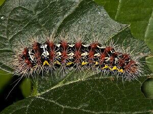 Acronicta oblinita