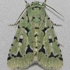 Acronicta fallax