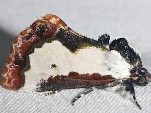 Eudryas unio