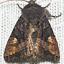 Euplexia benesimilis