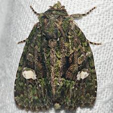 Phosphila miselioides