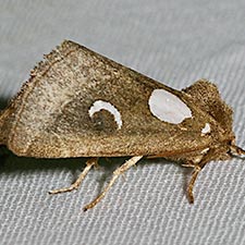 Plagiomimicus olvello