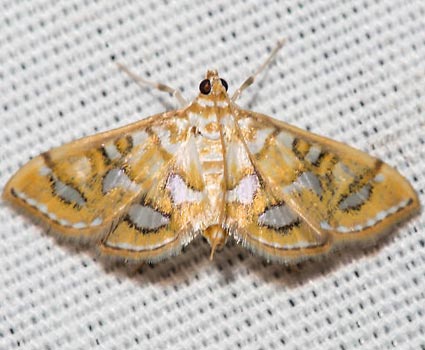 Pseudopyrausta marginalis