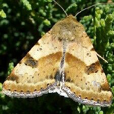 Heliothis phloxiphaga