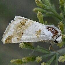 Schinia unimacula