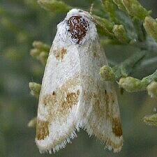 Schinia unimacula