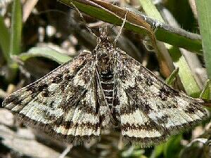 Pyrausta borealis