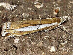 Crambus praefectellus