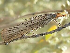 Agriphila plumbifimbriellus