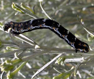 Somatolophia pallescens