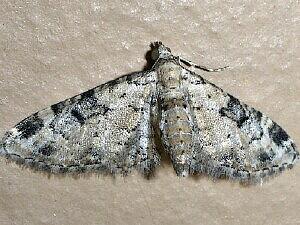 Eupithecia leucata