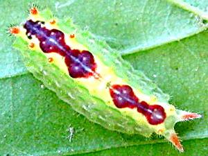 Adoneta bicaudata