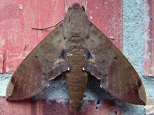 Pachylia ficus