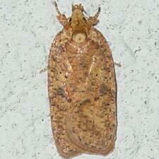 Agonopterix thelmae